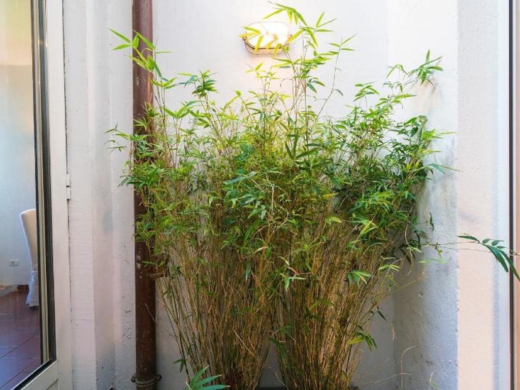 加里波第屋顶花园公寓 罗马 外观 照片